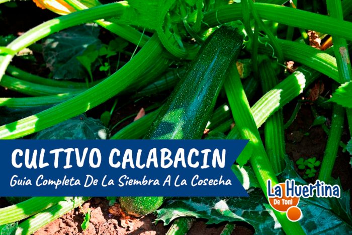 Guía completa para sembrar calabacines en casa: Tips y consejos para tener una cosecha exitosa