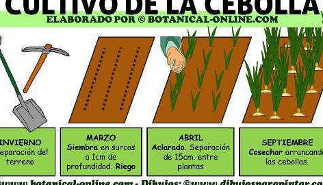 Guía completa para sembrar cebollino: consejos, cuidados y cosecha exitosa