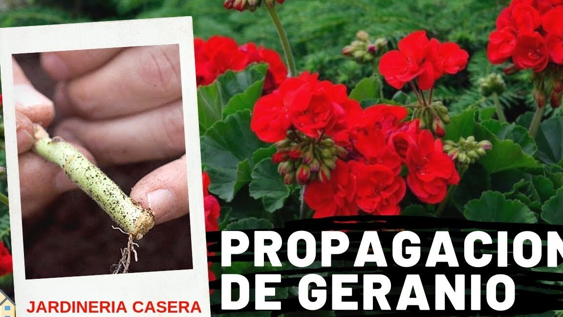 Guía completa para sembrar geranios: consejos y cuidados indispensables