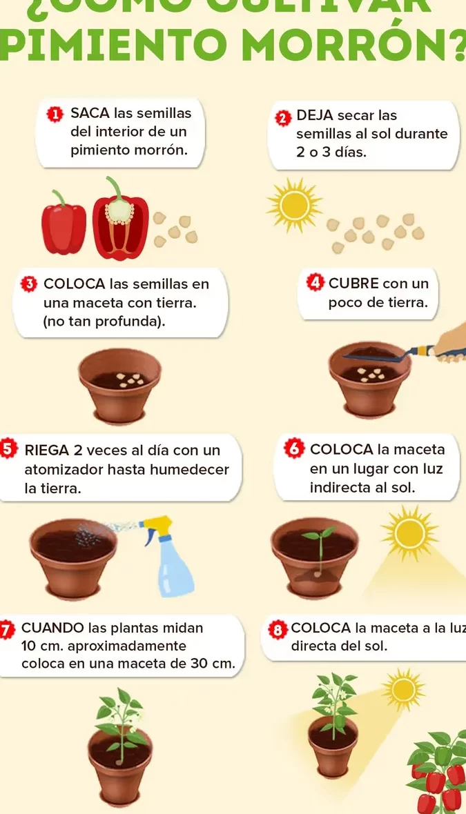 Guía completa para sembrar pimiento en maceta y obtener una cosecha exitosa