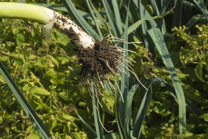 Guía completa para sembrar puerros en semillero: ¡Aprovecha al máximo tu espacio de cultivo!