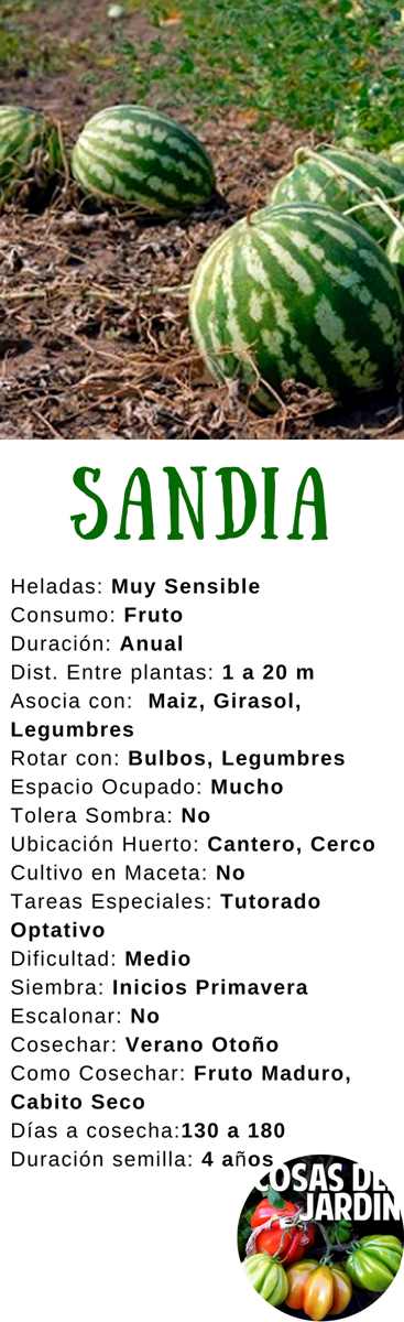 Guía completa para sembrar sandías: consejos, técnicas y cuidados