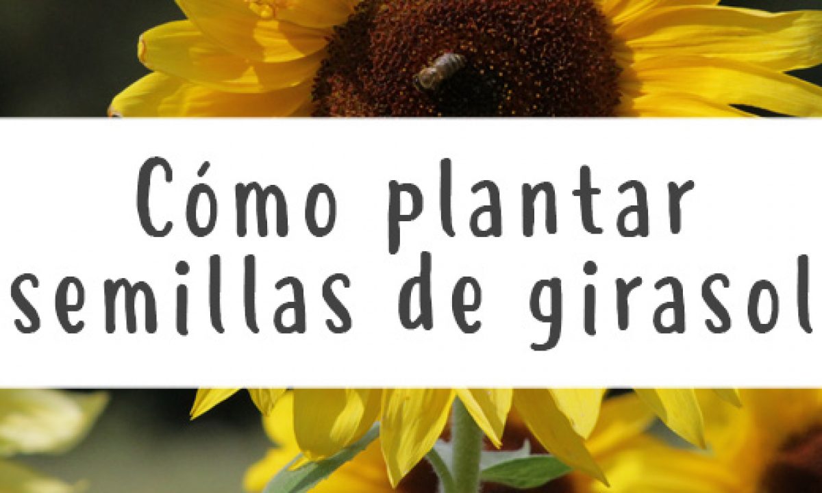 Guía completa para sembrar semillas de girasol con éxito