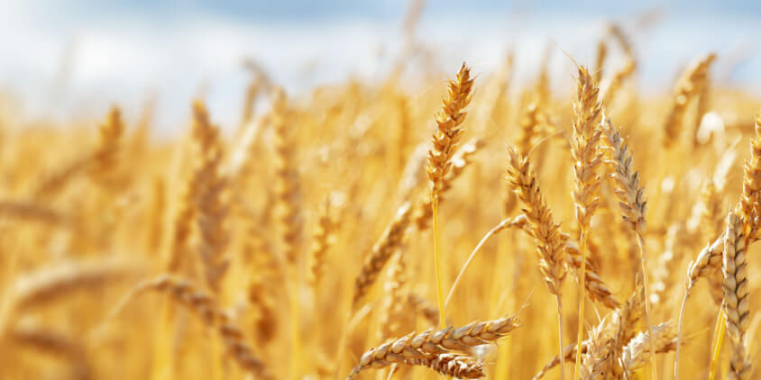 Guía completa para sembrar trigo: consejos, técnicas y cuidados
