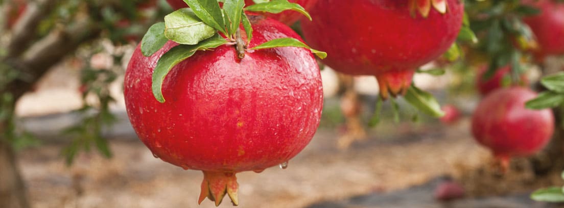 Guía completa para sembrar un granado y disfrutar de sus deliciosos frutos