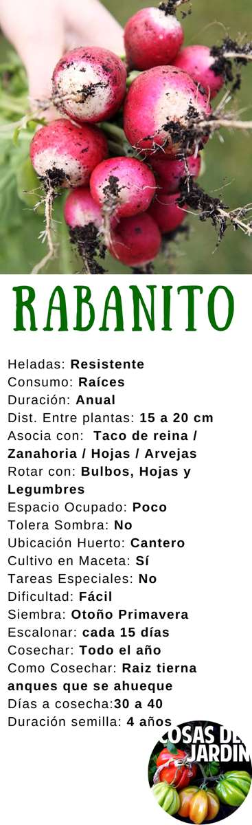 Guía completa para sembrar y cosechar deliciosos rabanitos en tu jardín