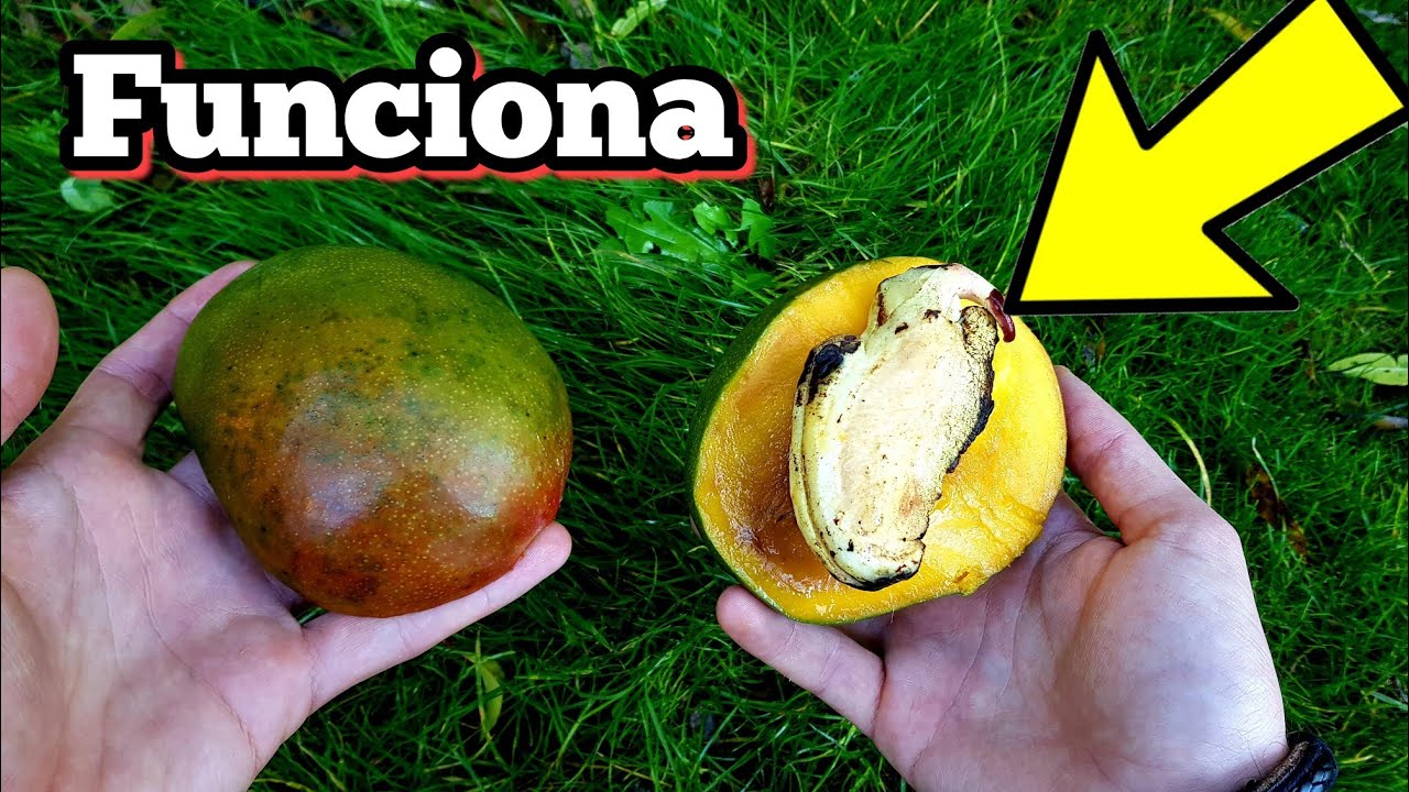 Guía completa para sembrar y cultivar mangos a partir de huesos