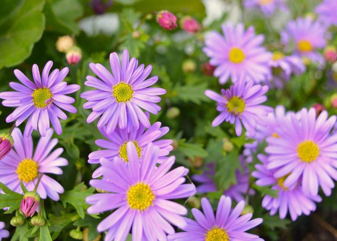 Guía completa para sembrar y disfrutar de hermosas margaritas en tu jardín