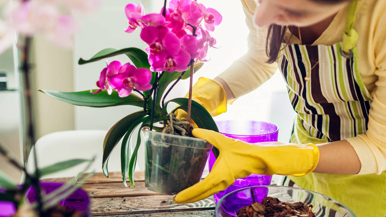 Guía completa para trasplantar orquídeas hijos: paso a paso y consejos útiles