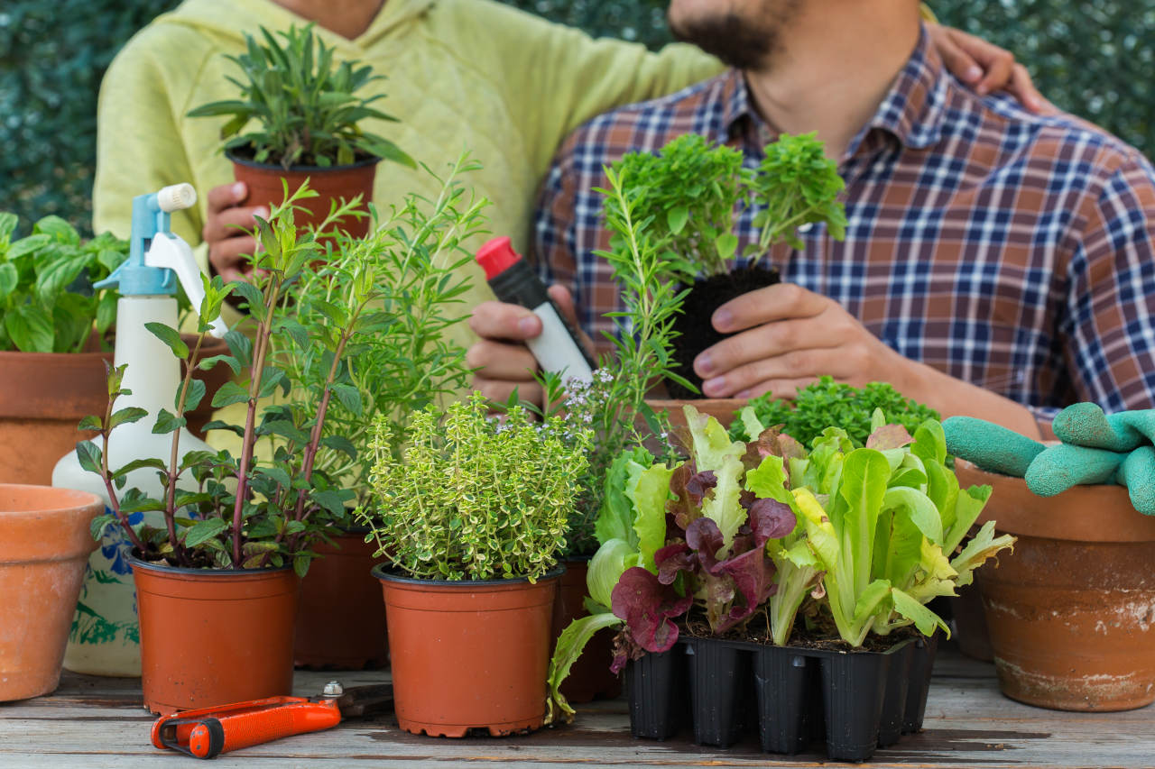 Guía completa sobre cómo cultivar un huerto urbano en un clima cálido