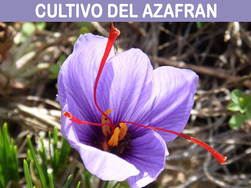 Guía completa sobre cómo plantar azafrán en tu jardín: consejos, técnicas y cuidados