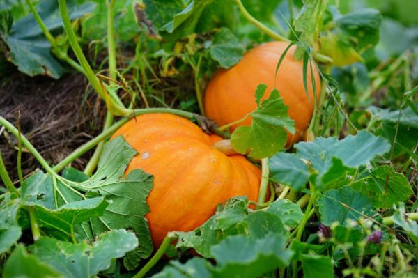 Guía completa sobre cómo plantar calabazas: consejos, técnicas y cuidados necesarios