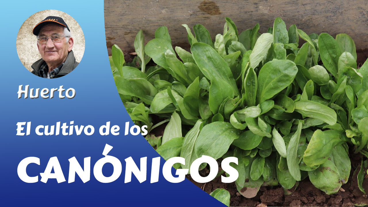 Guía completa sobre cómo plantar canónigos en tu huerto casero