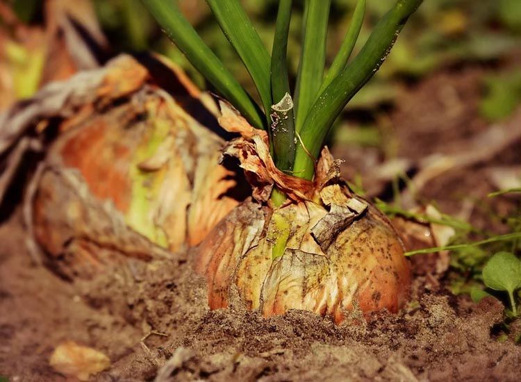 Guía completa sobre cómo plantar cebolla y obtener una cosecha abundante