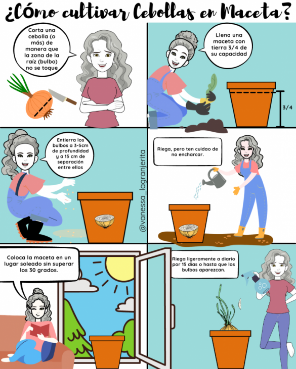 Guía completa sobre cómo plantar cebollas en macetas: paso a paso y consejos útiles