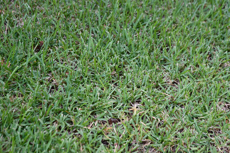 Guía completa sobre cómo plantar grama y mantener un césped verde y saludable