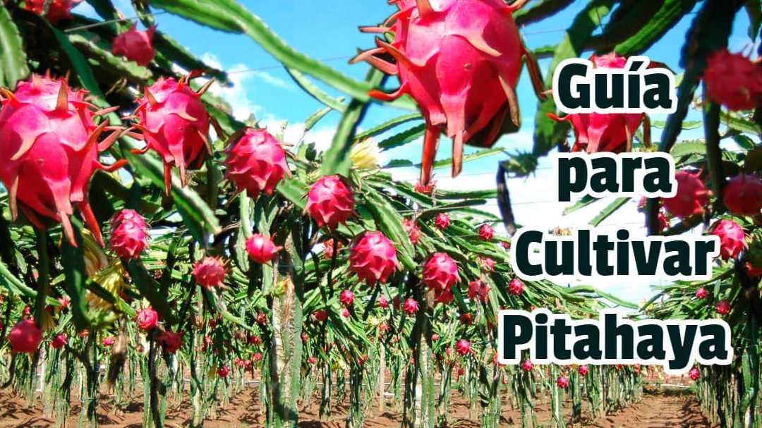 Guía completa sobre cómo plantar pitaya: pasos, consejos y cuidados