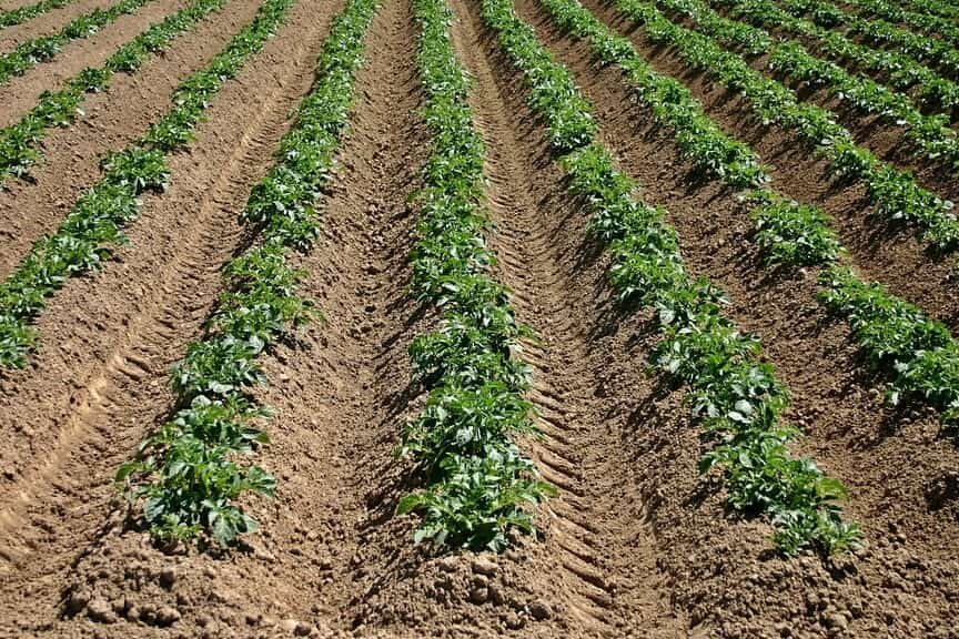 Guía completa sobre cómo plantar tomates en surcos para una cosecha abundante