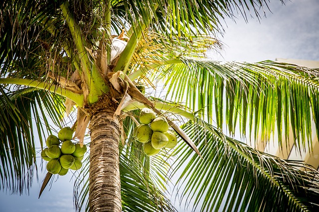 Guía completa sobre cómo plantar un cocotero y disfrutar de deliciosos cocos en casa