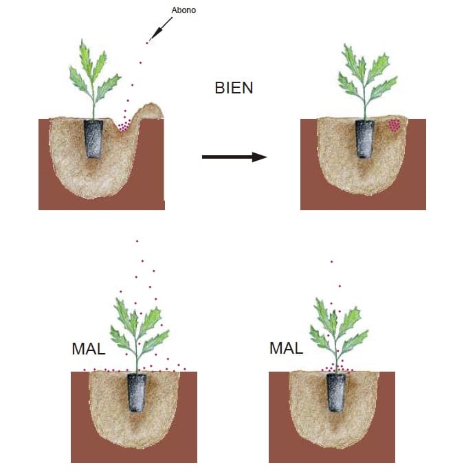 Guía completa sobre cómo plantar un roble y cuidarlo correctamente