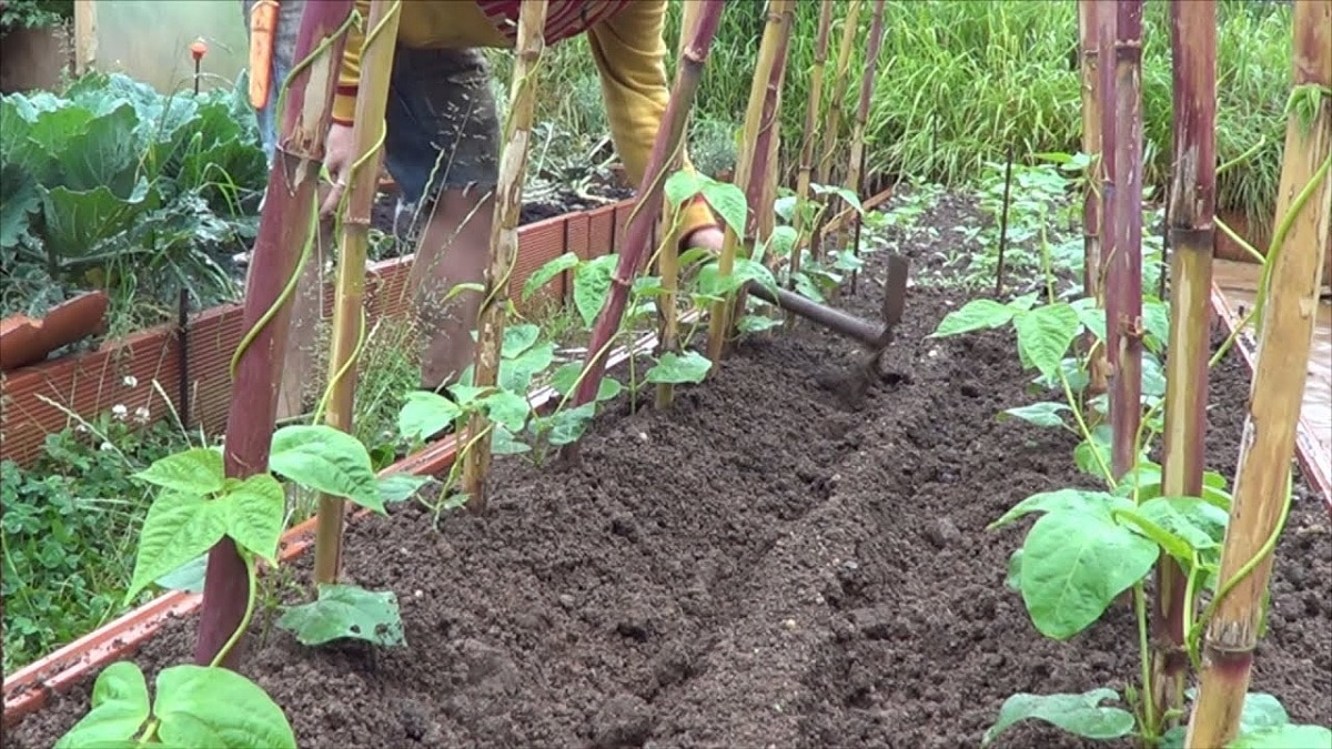 Guía completa sobre cómo plantar vainas en tu huerto casero