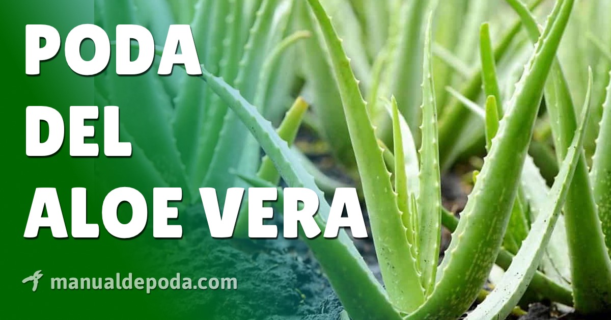 Guía completa sobre cómo podar un Aloe Vera: paso a paso y consejos útiles