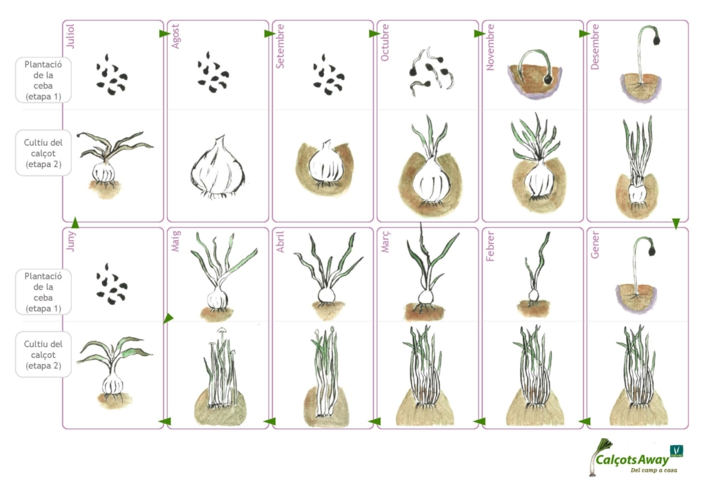 Guía completa sobre cómo sembrar calçots: técnicas, cuidados y cosecha