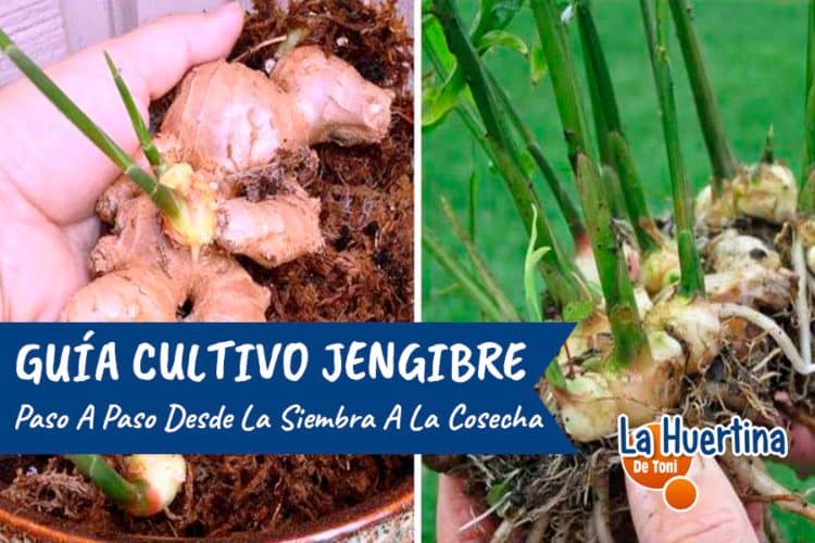 Guía completa sobre cómo sembrar el jengibre: pasos sencillos y consejos prácticos