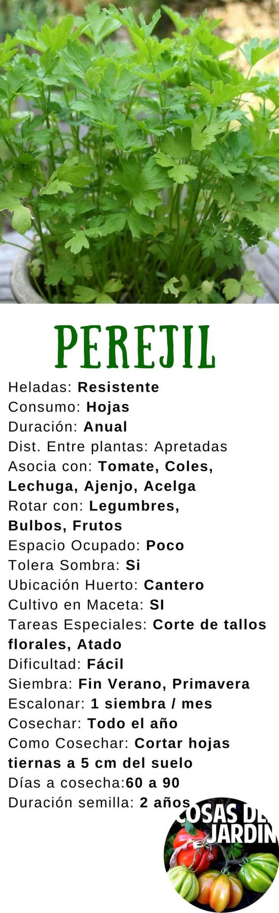 Guía completa sobre cómo sembrar el perejil: consejos y técnicas para cultivar esta aromática hierba en tu propio jardín