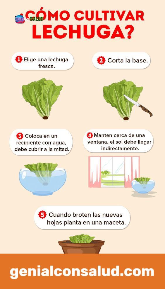 Guía completa sobre cómo sembrar lechuga: consejos, pasos y cuidados indispensables