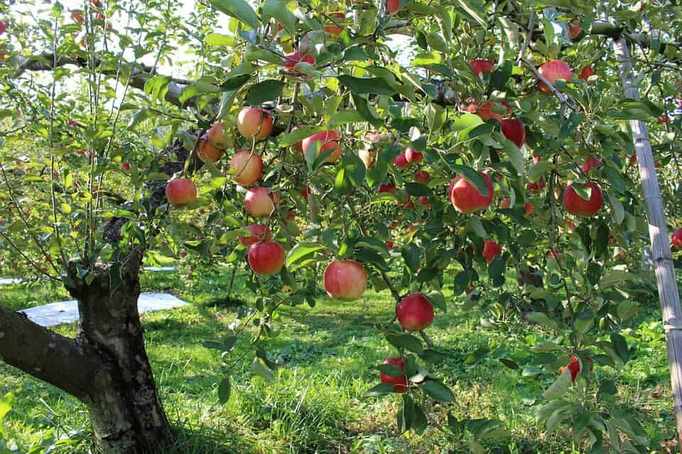 Guía completa sobre cómo sembrar manzanos y lograr una cosecha abundante