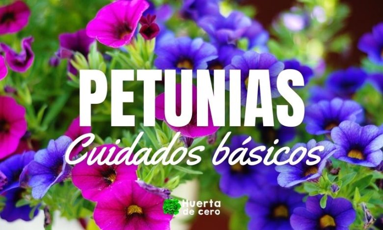 Guía completa sobre cómo sembrar petunias: consejos, cuidados y recomendaciones