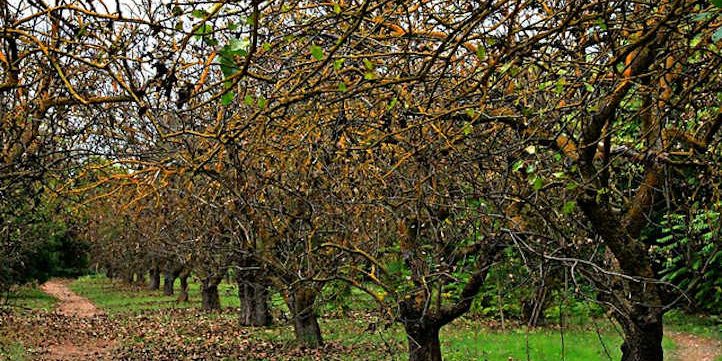 Guía completa sobre cómo sembrar pistachos: consejos, técnicas y cuidados