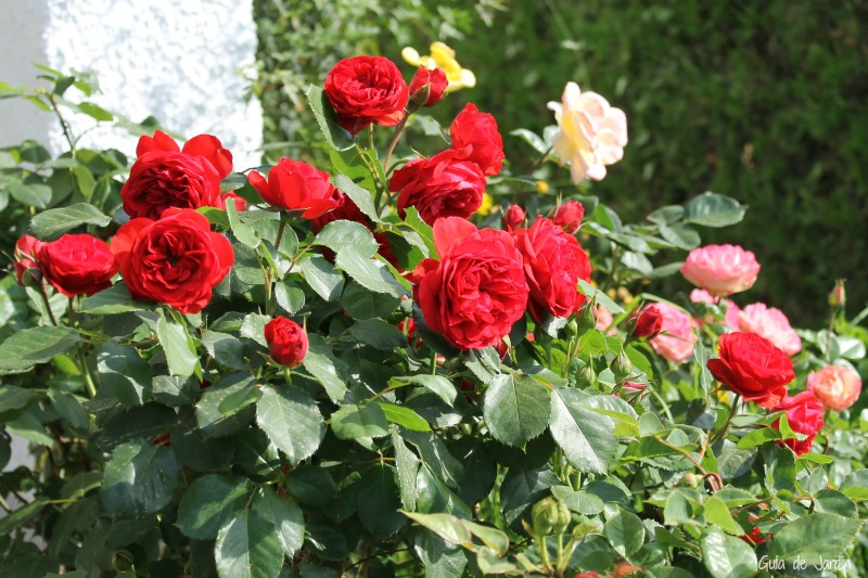 Guía completa sobre cómo sembrar rosas y cuidarlas con éxito