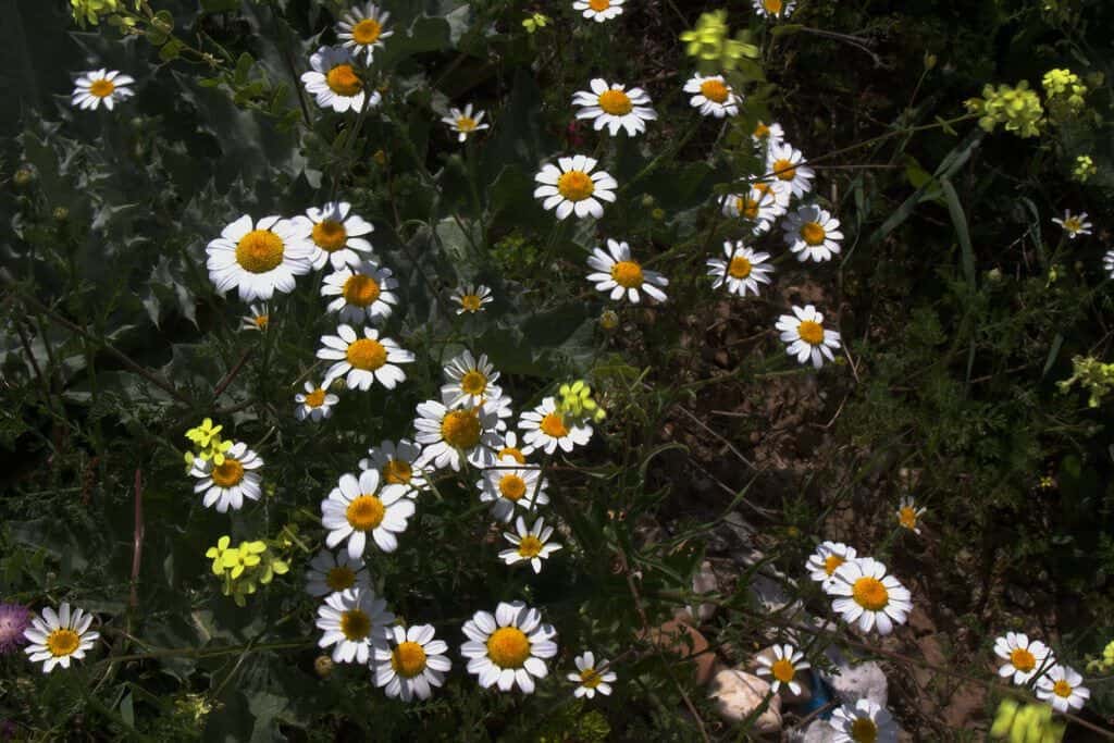 Guía completa sobre cómo sembrar y cultivar manzanilla en tu jardín