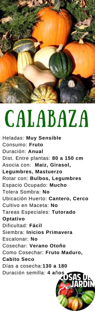 Guía completa sobre cómo sembrar y cultivar semillas de calabaza