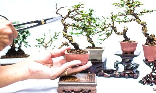 Guía completa sobre cómo y cuándo podar un bonsái: Consejos y técnicas para mantener su forma y salud