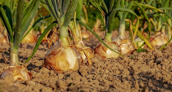 Guía completa sobre cuándo sembrar la cebolla valenciana tardía: consejos y recomendaciones