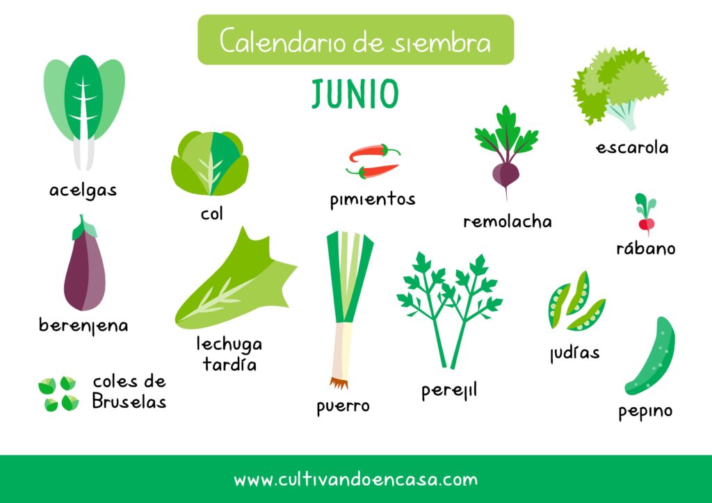 Guía de siembra en junio: Qué plantar este mes para tu jardín
