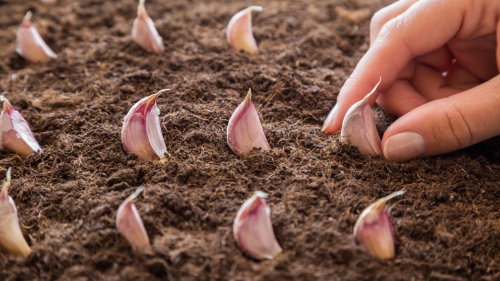 Guía definitiva: A qué distancia se plantan los ajos correctamente