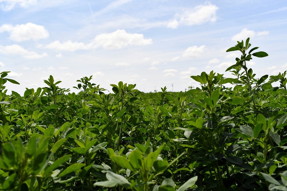 Guía definitiva para sembrar y cultivar alfalfa con éxito