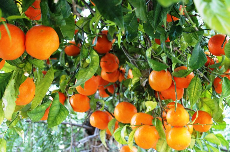 Guía paso a paso: Cómo plantar un naranjo a partir de una rama