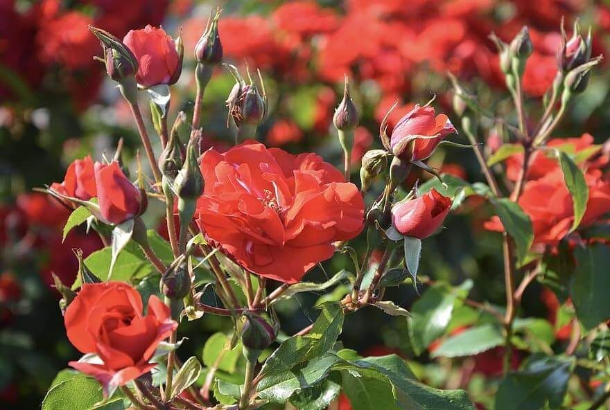Guía paso a paso: Cómo plantar un rosal por esqueje y lograr el máximo éxito en tu jardín