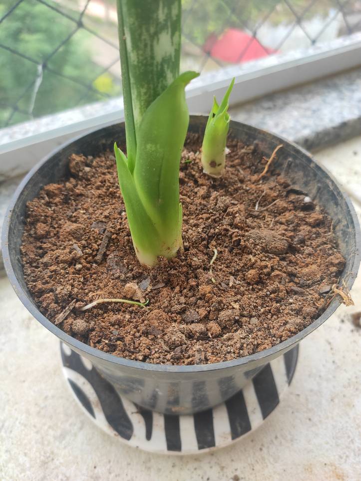 Guía paso a paso: cómo plantar una hoja de lengua de suegra correctamente