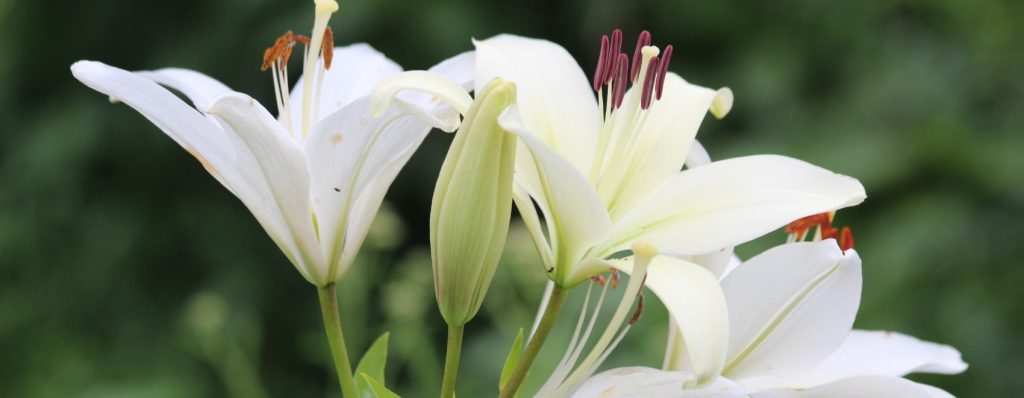 Guía paso a paso sobre cómo plantar lirios de un ramo en tu jardín