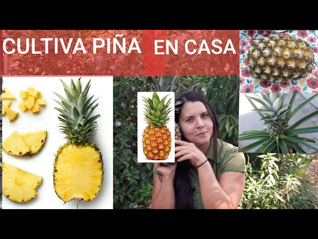 Guía práctica: Cómo plantar piñas y disfrutar de su dulce recompensa