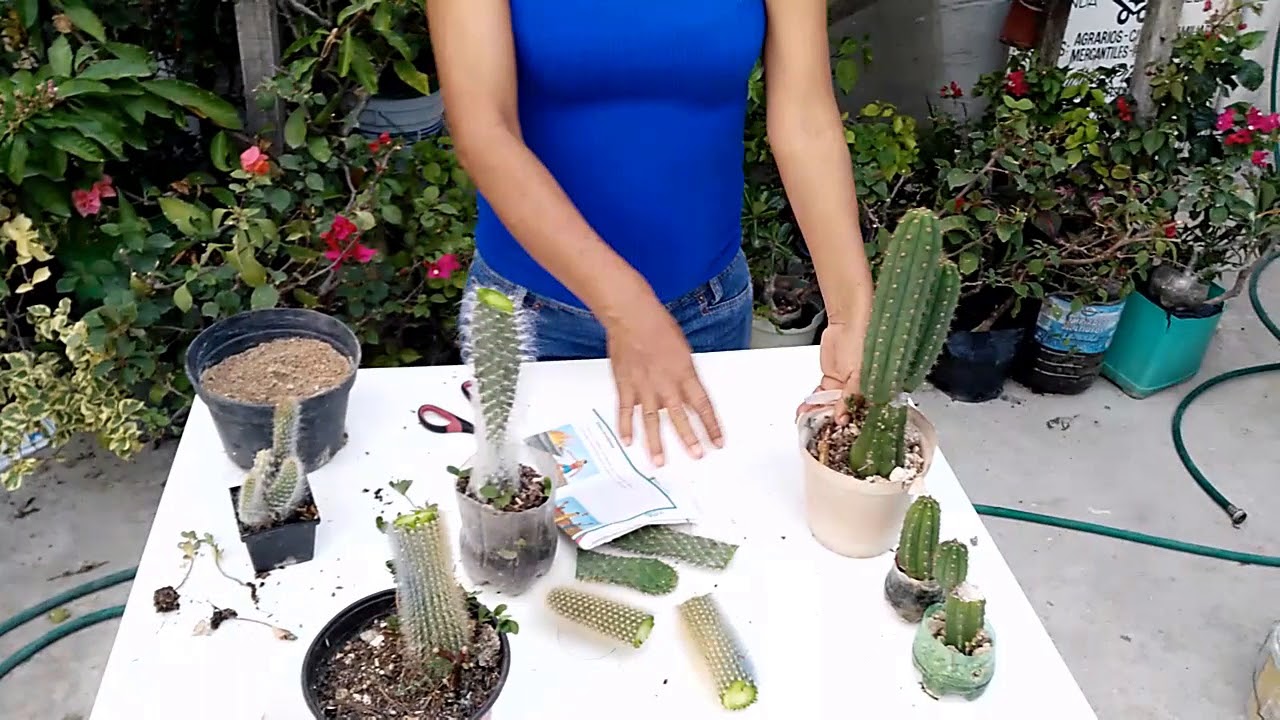 Guía práctica: Cómo plantar un cactus sin raíz paso a paso