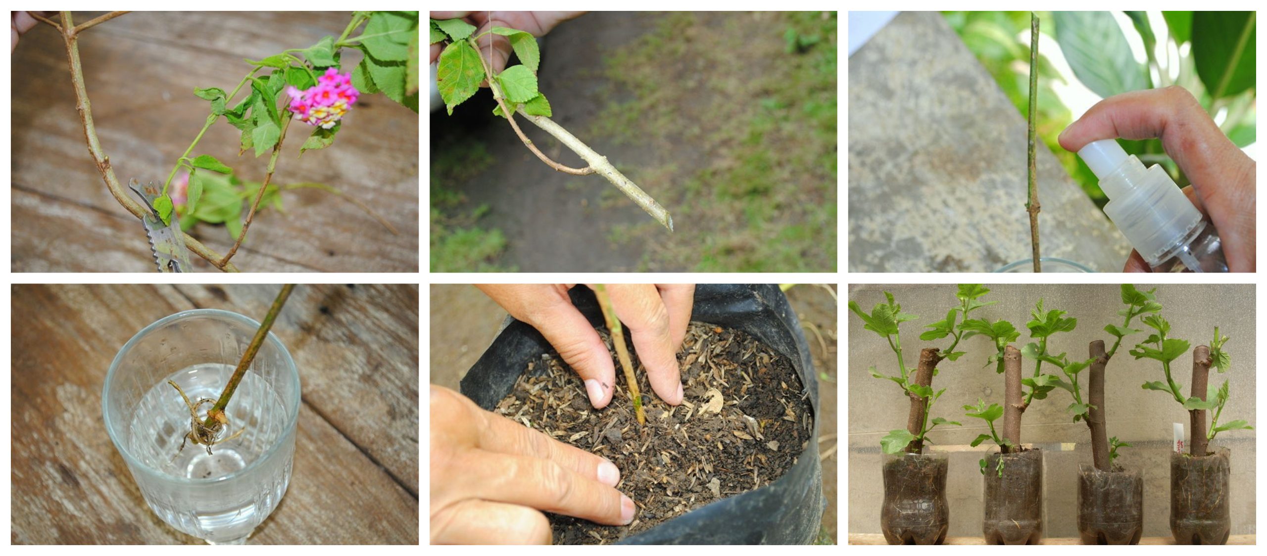 Guía práctica de cómo plantar un esqueje: paso a paso para tener éxito en tu jardín