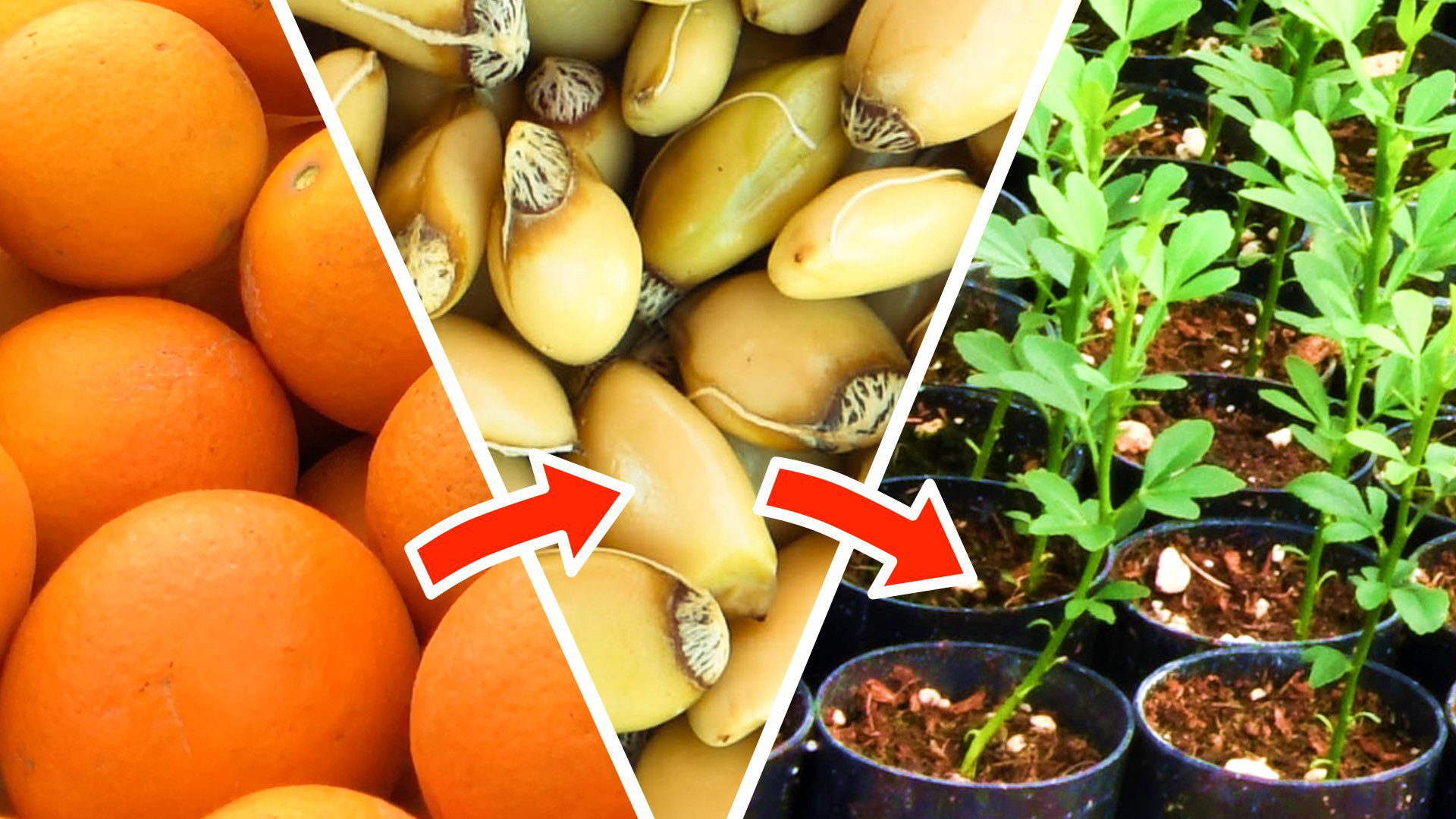 Guía práctica para sembrar naranjas a partir de semillas