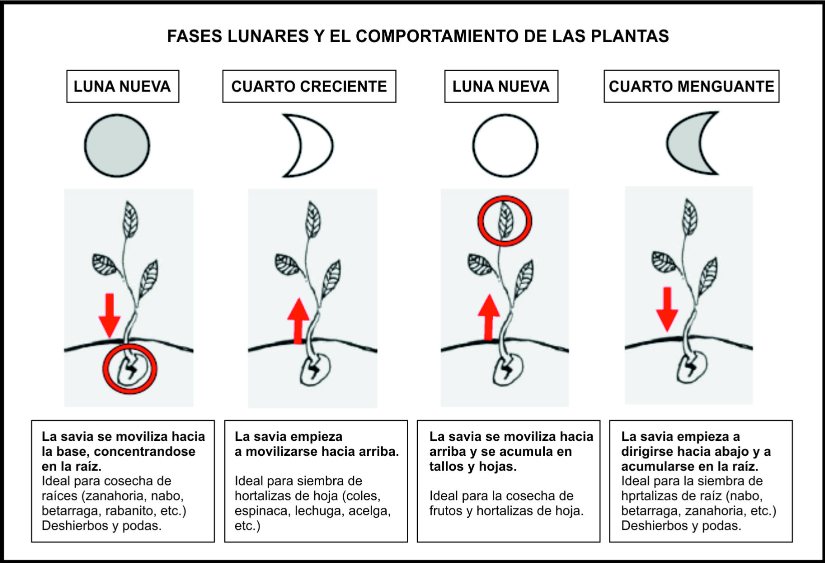 Influencia de la fase lunar:  Cuándo y Cómo Plantar Ajos según la Luna Adecuada